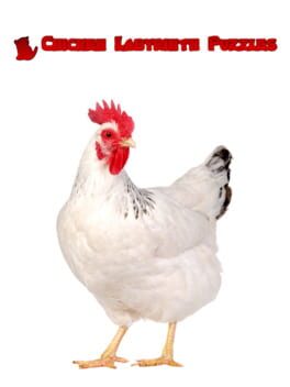 Jaquette Chicken Labyrinth Puzzles