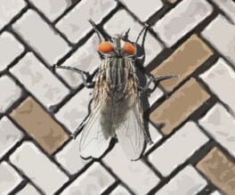 Jaquette A Fly in the Array